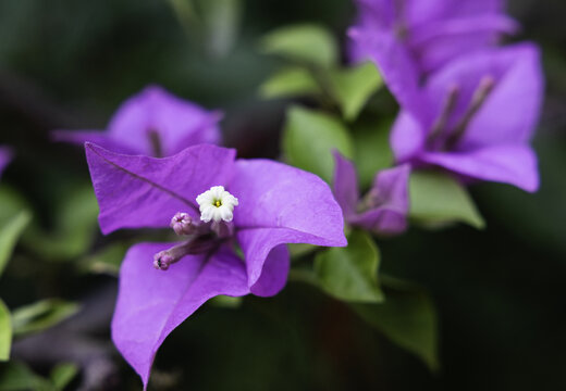光叶子花