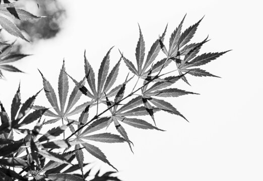 枫叶