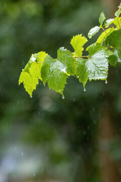 下雨天葡萄叶子上的雨珠落下