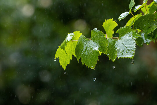 下雨天葡萄叶子上的雨珠落下