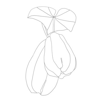 佛手瓜