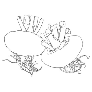 芜菁