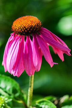 松果菊