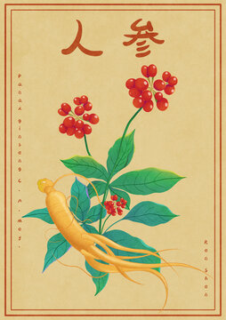 中国文化中草药中药人参与植物浆果插画