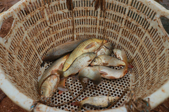 鲤鱼