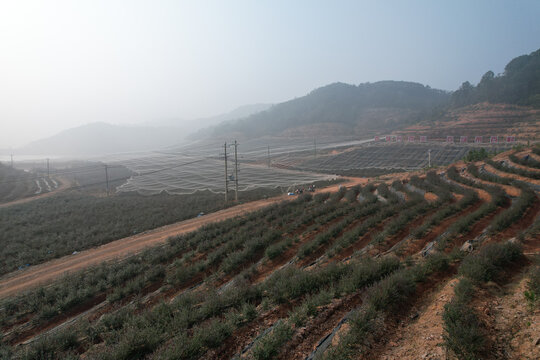 雾天蓝莓基地