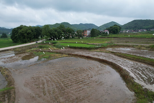 白鹭