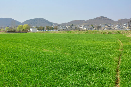 绿油油的麦田