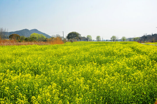 油菜花开