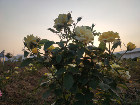 月季花