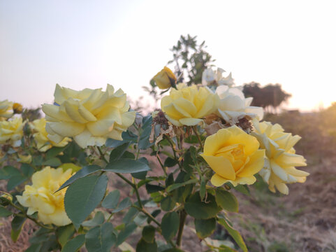 月季花开