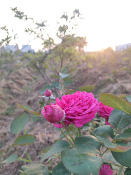 月季花开