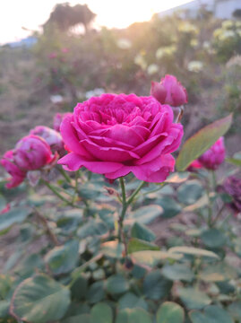 月季花