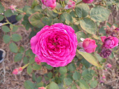 月季花