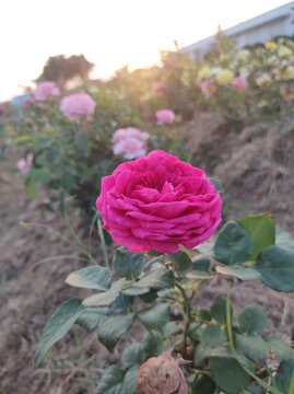 月季花开