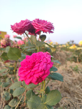 月季花