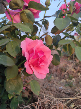 粉色月季花