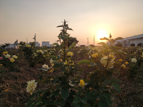 花园