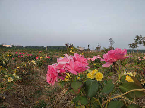 月季花