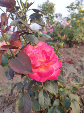 月季花