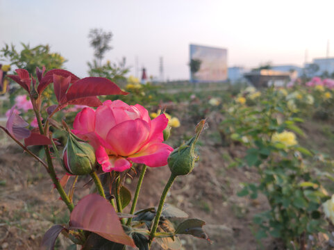 月季花开