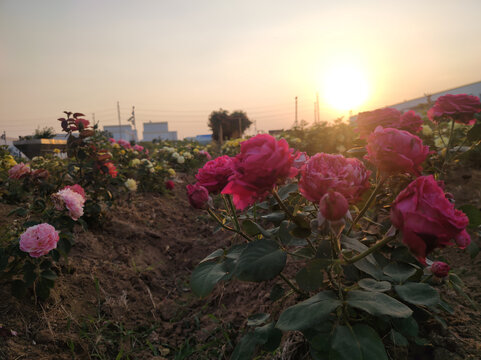 月季花园