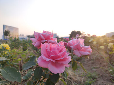 月季花开