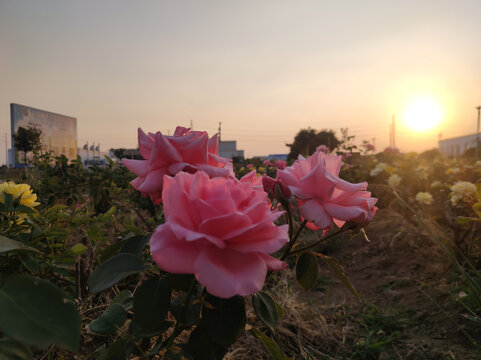 月季花