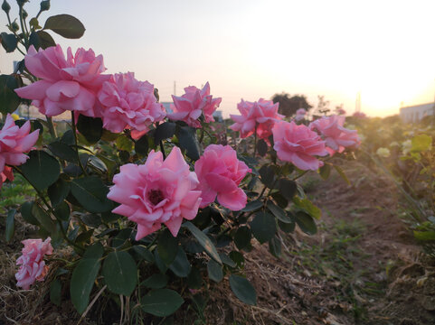 月季花