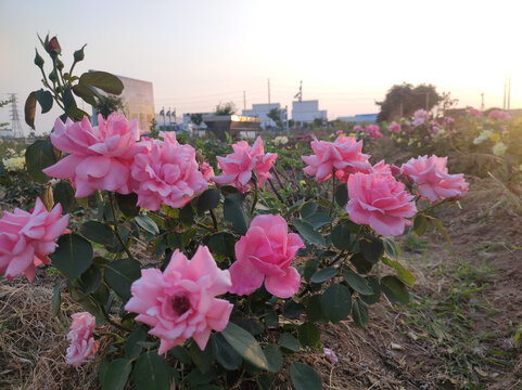 月季花园