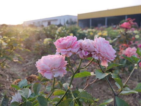 月季花园