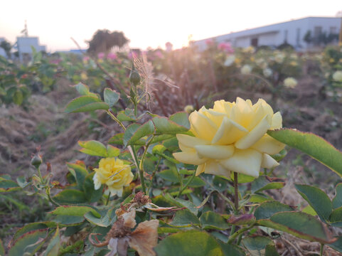 月季花