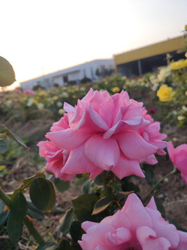 月季花