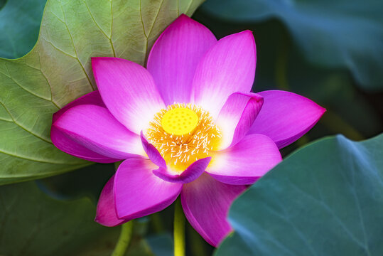 荷花