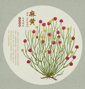麻黄