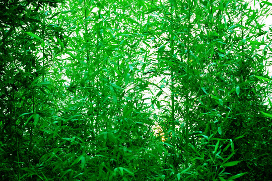 苍翠欲滴