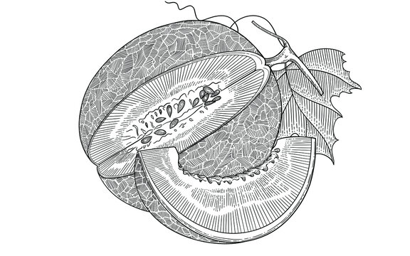 西周蜜插画