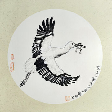东方白鹳