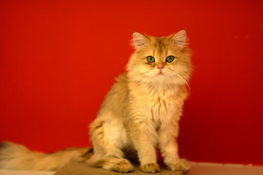 英长金渐层猫