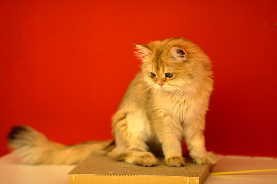 英长金渐层猫