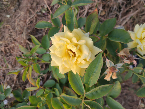月季花