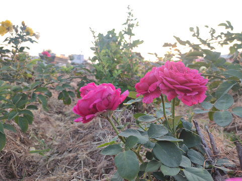 月季花
