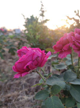 月季花