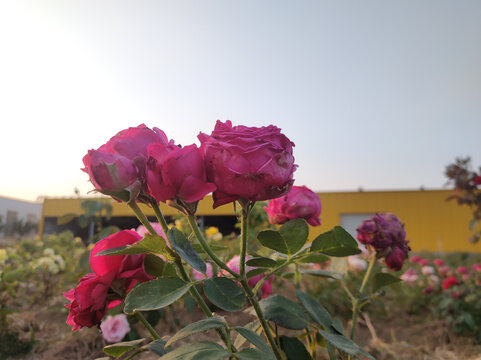 月季花开