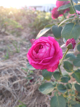 月季花
