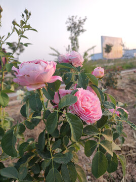月季花开