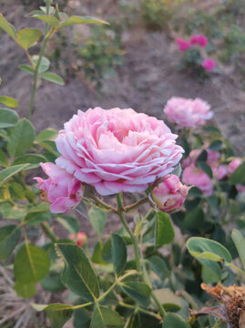 月季花