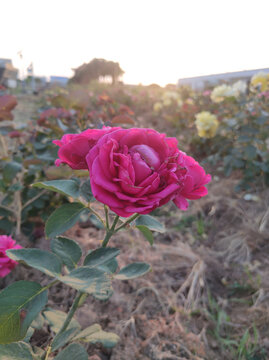 月季花