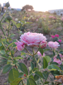 月季花