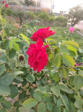 月季花